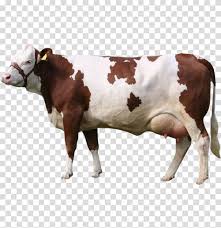 Vacas Png Simmental Cow Vacas Simmental Png Pngbyte