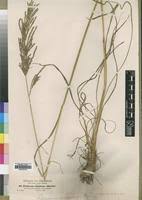 Image result for Digitaria diagonalis