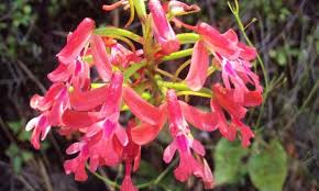 Image result for Habenaria livingstoniana