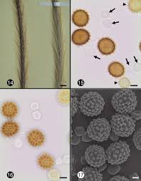 Image result for Perotis patens