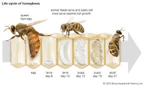 Each color year is determined for each calendar year. Reproduction Of Honey Bees