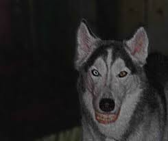 Smile dog original photo unedited. Smile Dog Real Picture Petswall