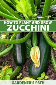 They are low in gluten and can be eaten on their own, on top of any other whole grains. How To Plant And Grow Zucchini Squash Gardener S Path