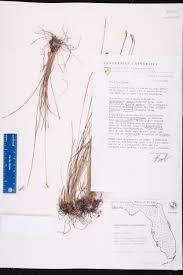 Image result for Abildgaardia ovata