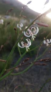 Image result for Trachyandra saltii