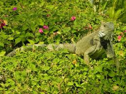 Choose different plants if possible. 371 Pink Iguana Photos Free Royalty Free Stock Photos From Dreamstime