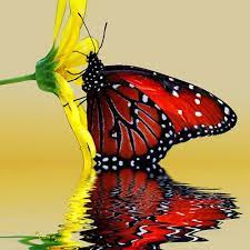 Pin De Alba Martinez En Animals Imagenes De Mariposas Mariposas Bonitas Mariposas Exoticas