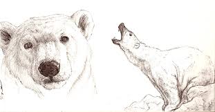 Cute Polar Bear Drawing Drawing Polar Bears Art Etc Bear Sketch Polar Bear Drawing Bear Face Drawing