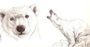 How to draw a bear face, grizzly bear. Polar Bear Sketches By Kyndrii On Deviantart Polar Bear Drawing Bear Face Drawing Bear Sketch