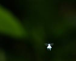 The small red flying bug is a type of hornet! Fuzzy White Flying Bugs Nature Posts