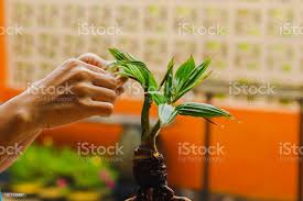 Beautiful Coconut Bonsai Tree Stock Photo Download Image Now Istock