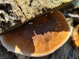 Image result for Ischnoderma resinosum