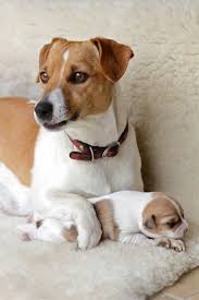 Pin By Maria Mesiskli On Adorable Jack Jack Russell Jack Russell Dogs Jack Russell Terrier