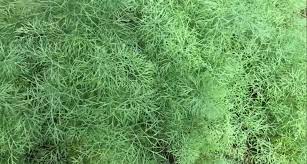 How to prune, harvest, and grow dill. How To Harvest Dill Without Killing The Plant Plant2harvest