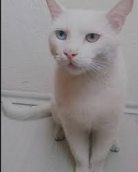 Konya Kedi Kopek Sahiplendirme Home Facebook