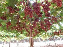 Dari akar, batang, buah, air, daun, pelepah semuanya bisa dimanfaatkan oleh manusia. Laksana Pohon Anggur Halaman 1 Kompasiana Com