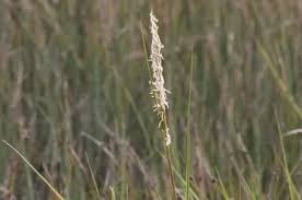 Image result for Sporobolus sanguineus