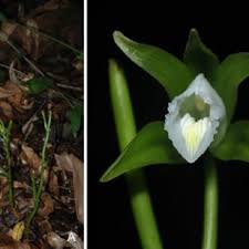 Image result for Nidorella welwitschii