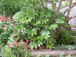 Fatsia Japonica Ps Shade 4 8 X2 6 Moist Slightly Acidic Soil E Green Hardy Does Get White Flowers In Fall But Not Ve Plants Foliage Plants Shade Garden