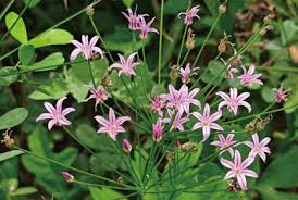 Image result for Amaryllidaceae