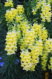 Snapdragons Snapdragons Trees To Plant Beautiful Flowers