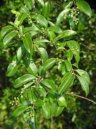 Image result for Ligustrum sinense
