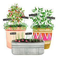 These plants can tolerate warm weather easily. Container Gardening Ideas For Vegetables Salad Greens Herbs Eatingwell