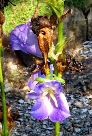 Image result for Carvalhoa campanulata