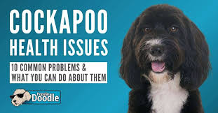 A cockapoo is a dog crossbreed bred from a cocker spaniel and a poodle, most commonly the miniature poodle. Cockapoo Health Issues 10 Common Cockapoo Health Problems To Look Out For