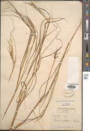 Image result for Panicum flacciflorum