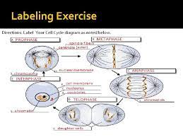 Learn vocabulary, terms and more with flashcards, games and other study tools. B2 6 Summarize The Characteristics Of The Cell