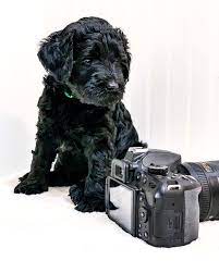 Find the perfect bernedoodle puppy for sale in texas, tx at puppyfind.com. F1b Bernedoodle Puppies For Sale Texas The Y Guide