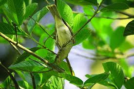 Sama seperti padi, benih mudah didapat di indonesia dan mungkin anda bisa menanamnya di halaman rumah jika memungkinkan. Burung Pipit Rumah Bertengger Di Dahan Pokok Gambar Unduh Gratis Imej 480000619 Format Jpg My Lovepik Com