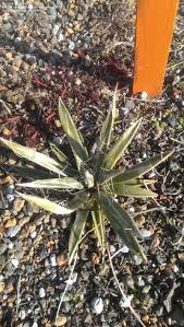 We did not find results for: Plantfiles Pictures Agave Species Fairy Ring Agave Miniature Century Plant Silver Dollar Agave Toumey Agave Agave Toumeyana Var Bella By Safari77