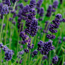 Send any kind of photo of flower/s that is in purple color. Lavance Deep Purple Lavender Seeds Perennial Flower Seeds