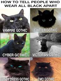 Black Cats Come Visiting My Board To Meet Much More You Re Welcome Funny Animal Names Cats Cute Funny Animals