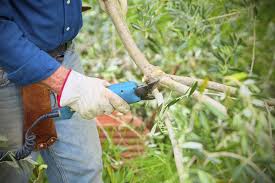 We did not find results for: Guide To Trimming Olives When Is The Best Time To Prune Olive Trees