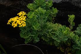 Image result for Schistostephium crataegifolium