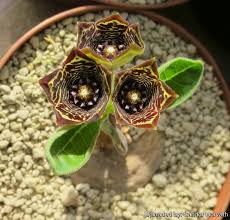 Image result for Brachystelma