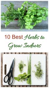 Another hardy plant friend, they are adaptable to varying light conditions, but don't like direct. Herbs To Grow Indoors 10 Best Herbs For Sunny Windowsills