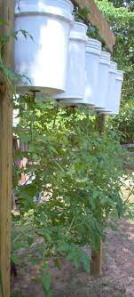 Wooden box planter on brick steps with edibles an aged wooden box outfitted with a plastic liner features edible picks that are mild to peppery in flavor. 32 Diy Tomato Trellis Cage Ideas For Healthy Tomatoes