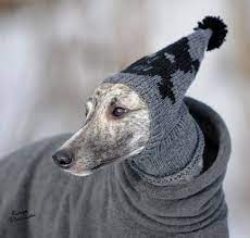 Greyhound Hat Cute Winter Pets Dog Cat Funny Animals