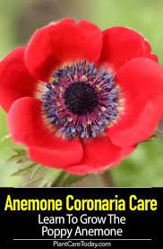 Anemone Coronaria Care Learn To Grow The Poppy Anemone In 2020 Anemone Anemone Flower Peonies Garden
