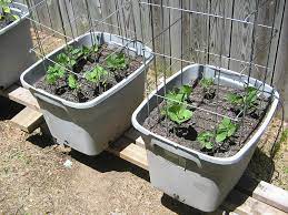 With Some Good Success I Usually Have 8 Plant Per Containers And Use A Bean Tower That I Bought Forget Where But If Yo Pole Beans Cucumber Gardening Plants