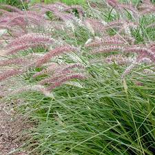 Check spelling or type a new query. Pennisetum O Karley Rose Fountain Grass For Sale Rare Roots
