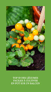 Top 10 Des Legumes Faciles A Cultiver En Pot Sur Un Balcon Cultiver Maraicher Potager