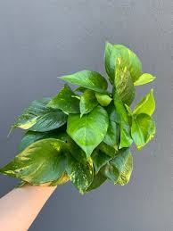 A cashier will scan your order barcode and retrieve your items. Rouvalis Flowers Gardens Boston S Luxury Florist Offering Flower Delivery Plants Garden Design And Weekly Floral Curbside Pick Up Flowers Plantspothos Plants In Boston Shop Online Or In Store At