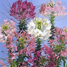 Image result for Cleome oxyphylla