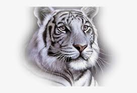 570x320 easy tiger drawing draw a white tiger step step drawing sheets. White Tiger Face Throw Blanket Free Transparent Png Download Pngkey