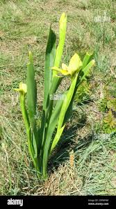 Image result for Moraea spathulata